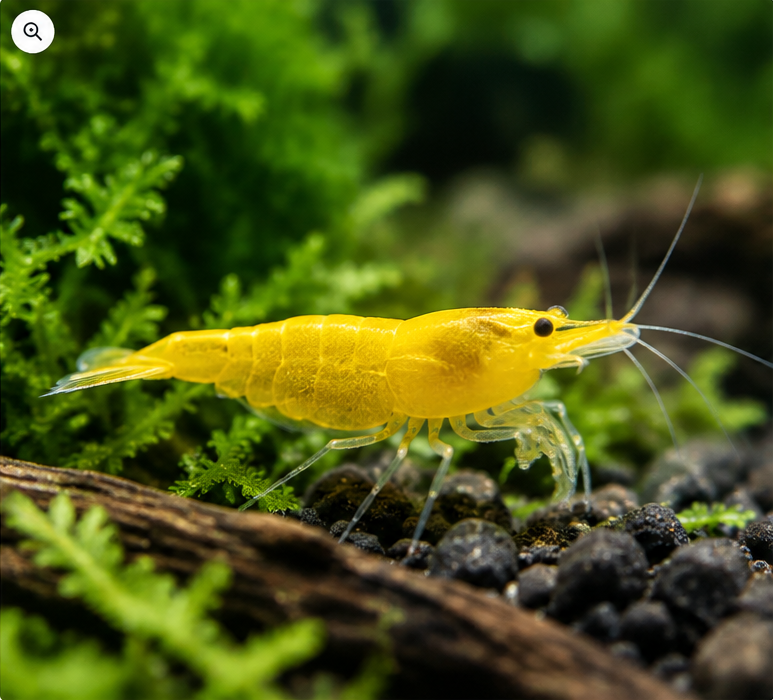 Yellow Shrimp – 2.5–3 cm