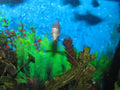 Blue Gourami freshwater aquarium fish