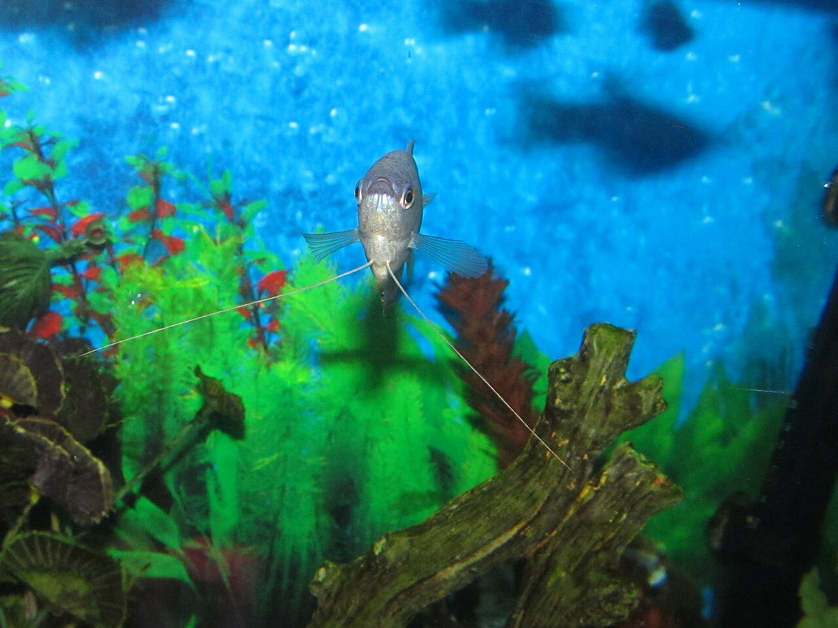 Blue Gourami freshwater aquarium fish