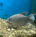 Giant Gourami freshwater aquarium fish