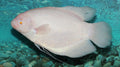 Albino Giant Gourami freshwater aquarium fish