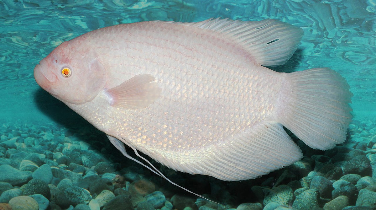 Albino Giant Gourami freshwater aquarium fish