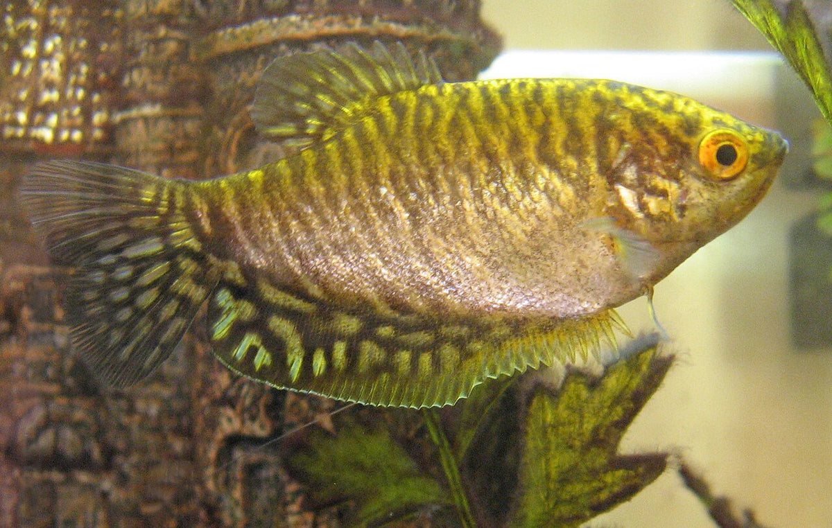 Golden Gourami freshwater aquarium fish