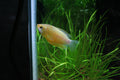 Golden Honey Gourami freshwater aquarium fish
