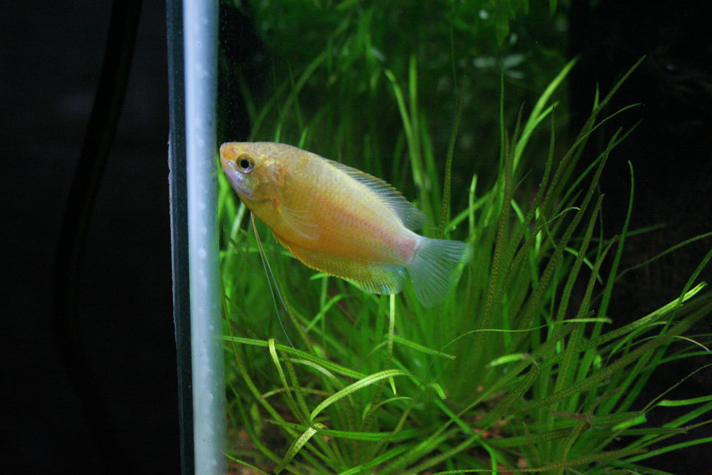 Golden Honey Gourami freshwater aquarium fish