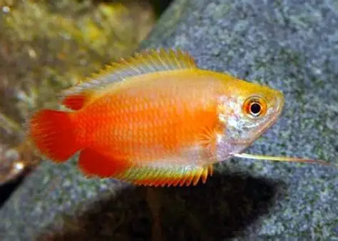 Red Robin Honey Gourami freshwater aquarium fish