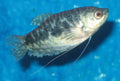 Opaline Gourami freshwater aquarium fish