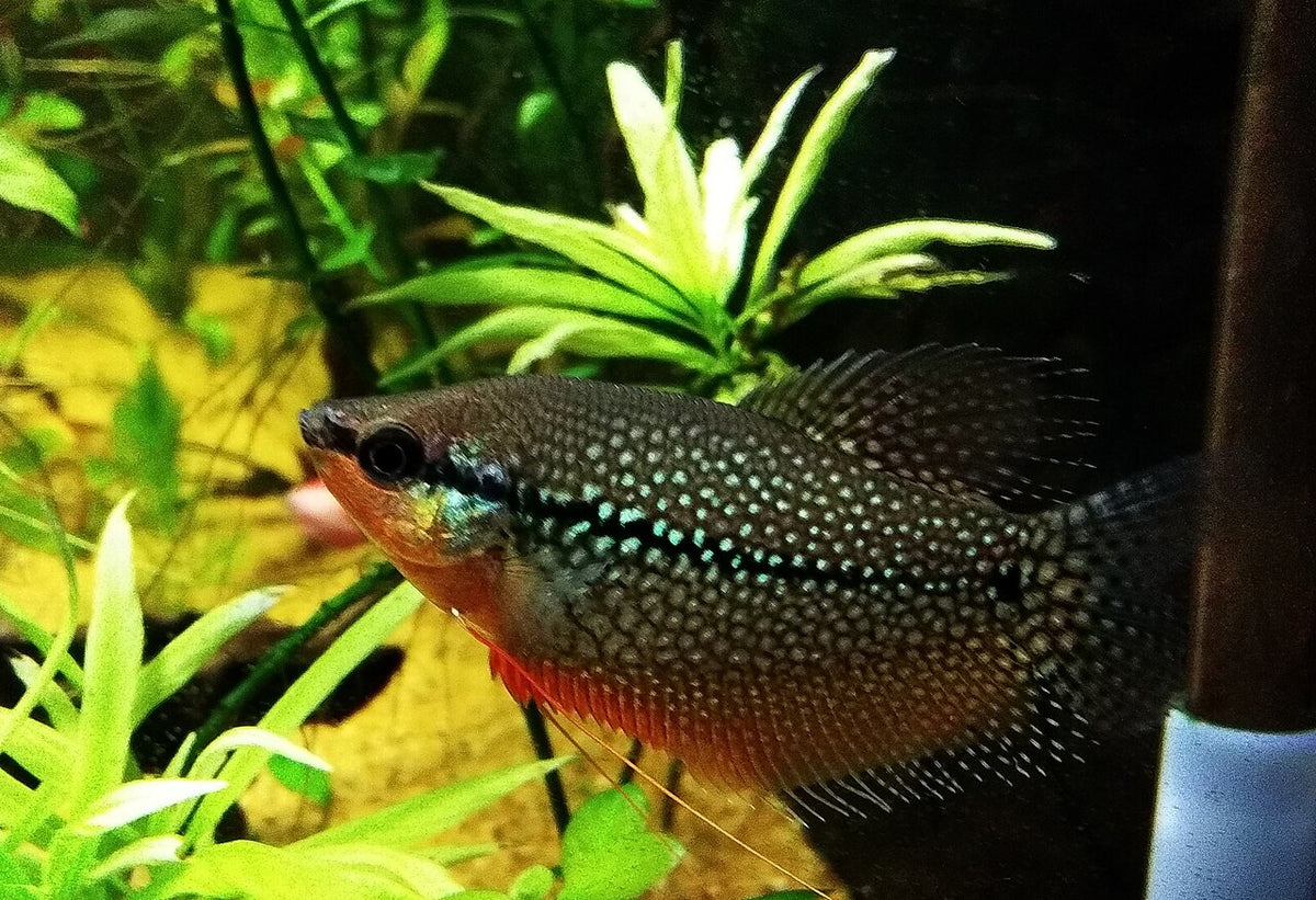 Pearl Gourami freshwater aquarium fish