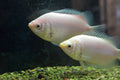 Pink Kissing Gourami freshwater aquarium fish