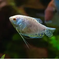 Platinum Gourami freshwater aquarium fish