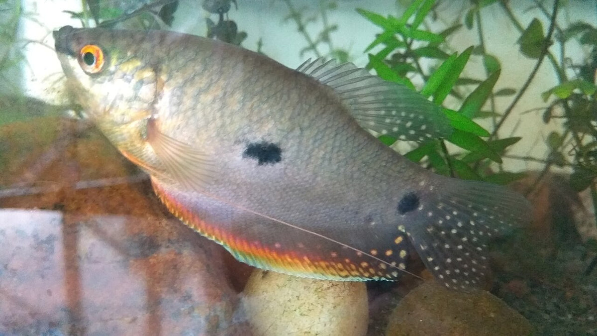 Three Spot Gourami freshwater aquarium fish