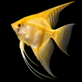 AI-generated representative image of Golden Angelfish, Pterophyllum scalare; actual supplier fish may vary