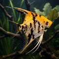 Golden Marble Angelfish in natural aquarium, illustrative image