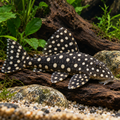 LDA33 / L142 Snowball Pleco on natural driftwood
