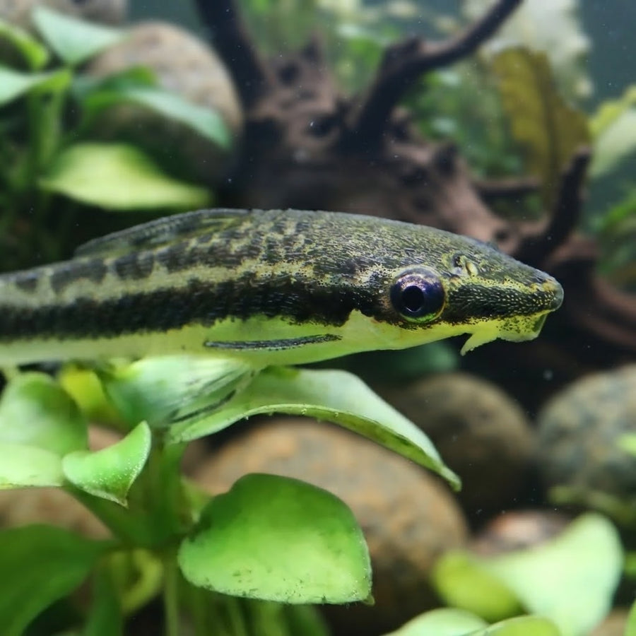 Otocinclus catfish