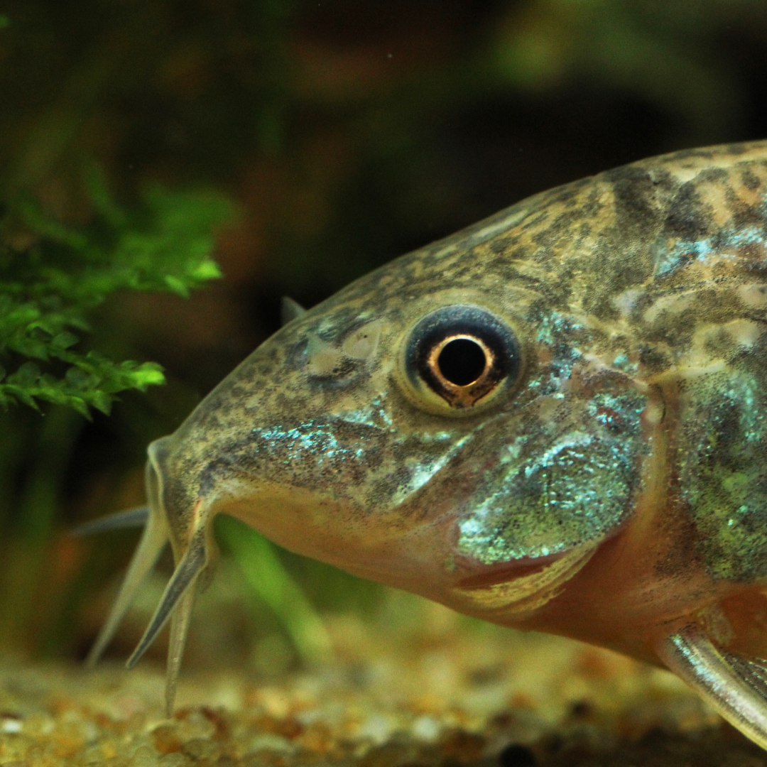 Pepper Corydora (Hoplisoma paleatum)