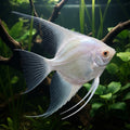 Platinum Angelfish in natural aquarium, illustrative image