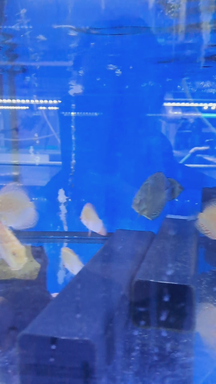 Discus - Assorted