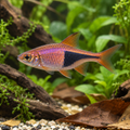 Purple Harlequin Rasbora in a planted aquarium, illustrative image