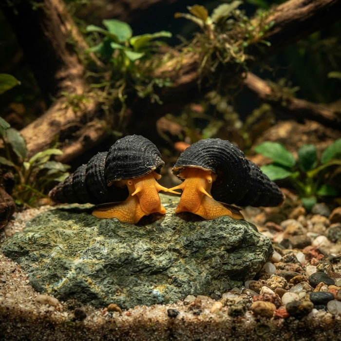Rabit Poso Orange Snail