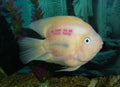 Red Parrot Cichlid