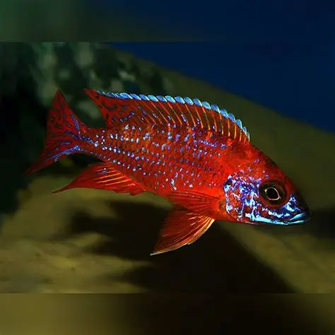 Red Peacock Cichlid