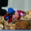 Koi Betta - Fancy