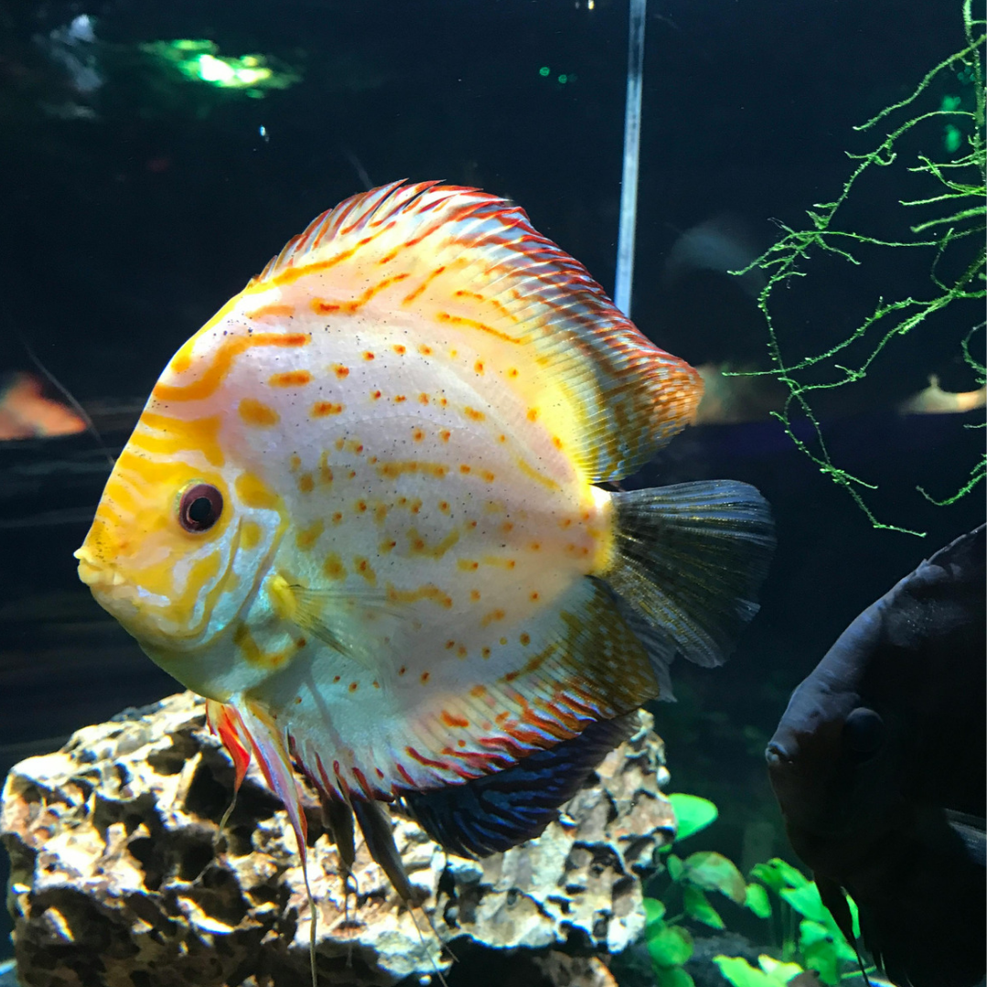 Discus - Assorted