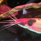 Walking Catfish - alternate view 3