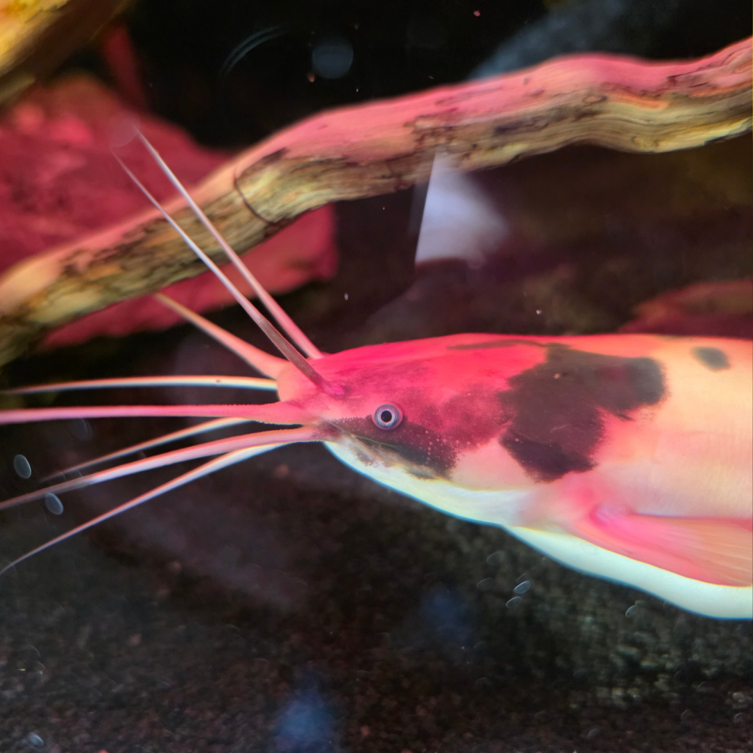 Walking Catfish - alternate view 3