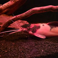 Walking Catfish