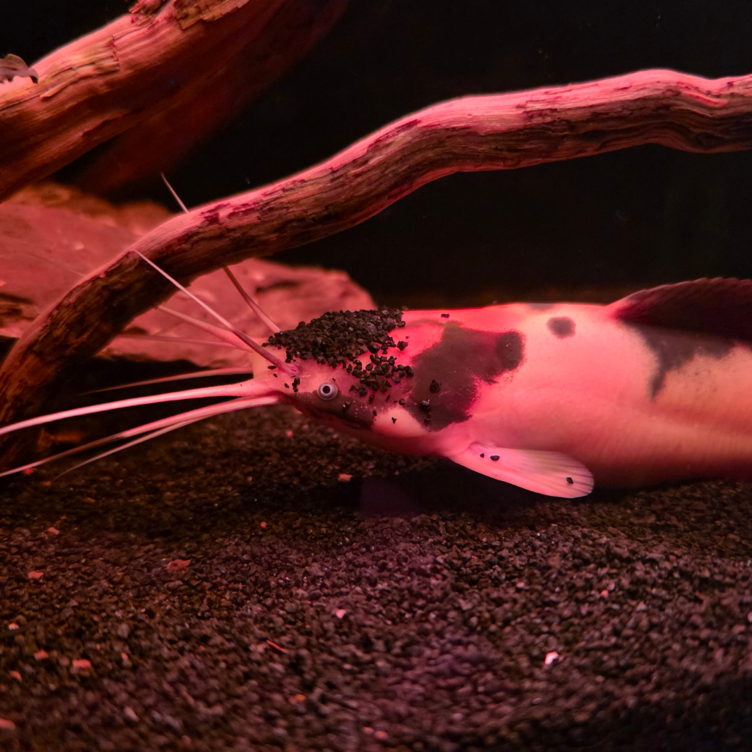 Walking Catfish