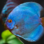 Discus - Assorted - alternate view 2