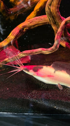 Walking Catfish - alternate view 2