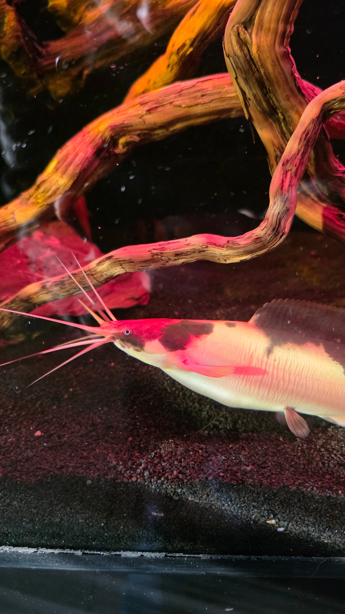 Walking Catfish - alternate view 2