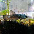 Blue Samurai Plakat Betta