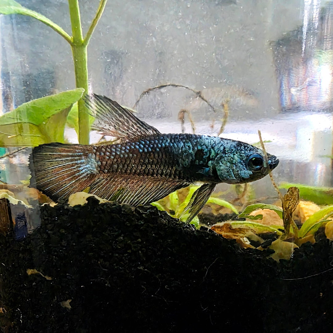 Blue Samurai Plakat Betta