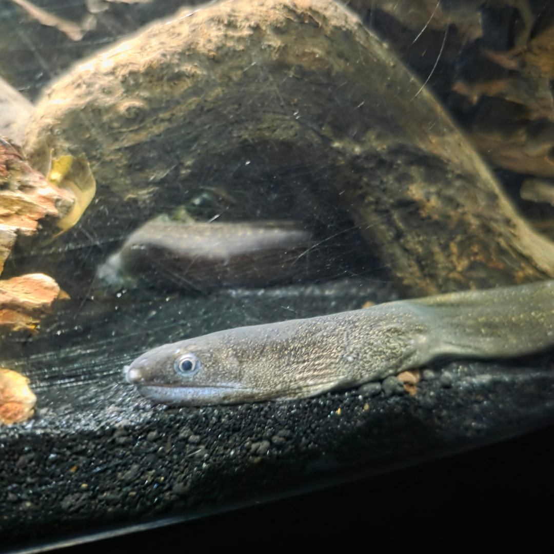 Indian Mud Moray