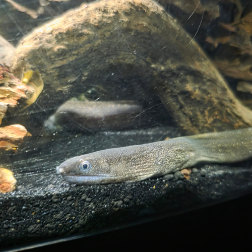 Indian Mud Moray