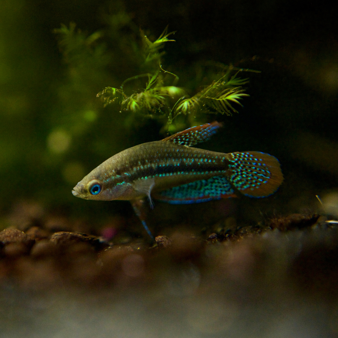 Sparkling Gourami