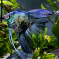 Blue Veiltail Angel