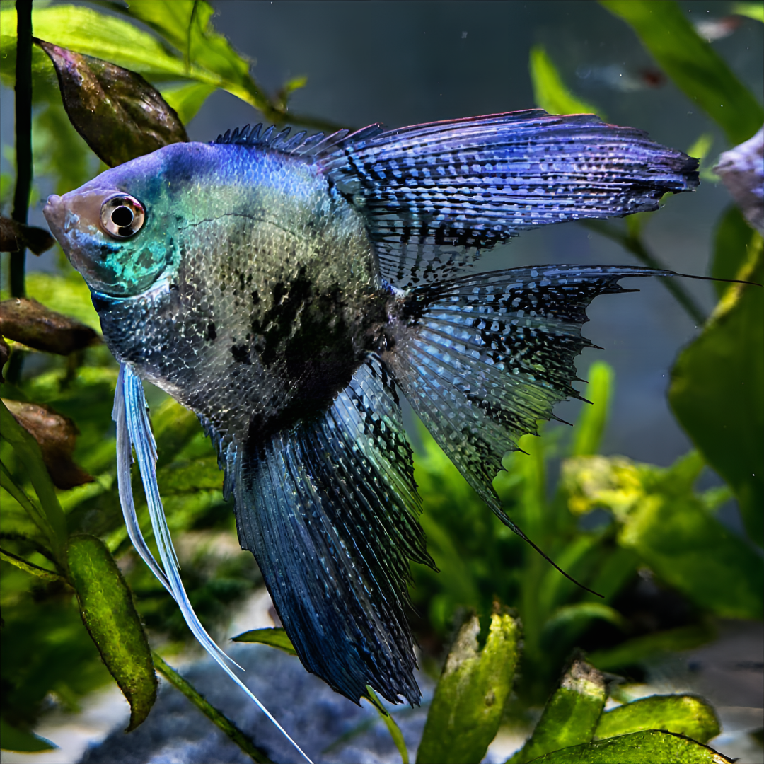 Blue Veiltail Angel