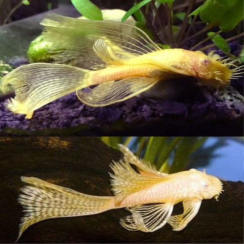 Ancistrus Albino Golden Long-Fin Pleco