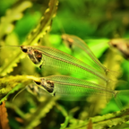 Glass Catfish
