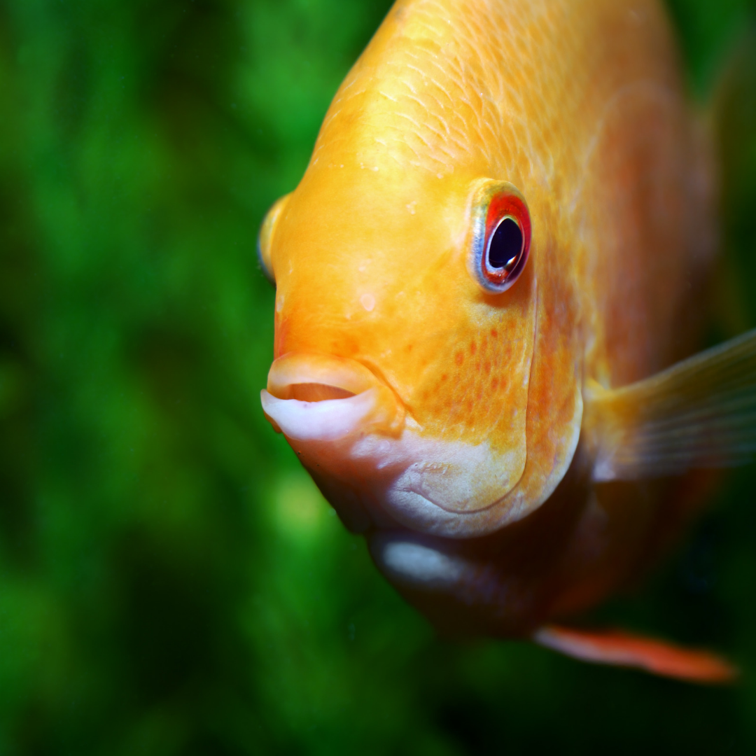 Assorted Discus fish (Symphysodon spp.)
