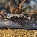 Black Samurai Plakat Betta