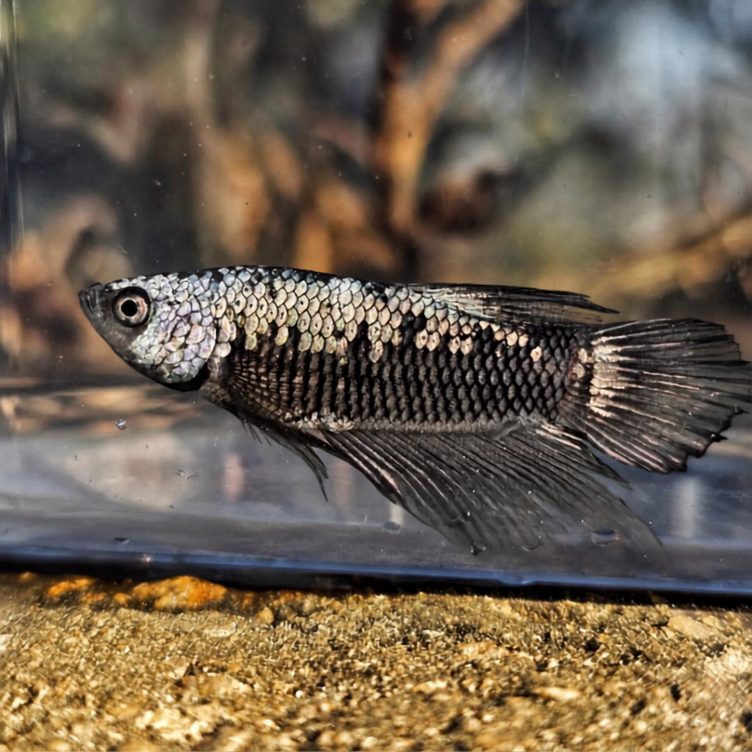 Black Samurai Plakat Betta