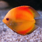 Discus - Assorted - alternate view 3