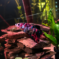 Giant Koi Betta