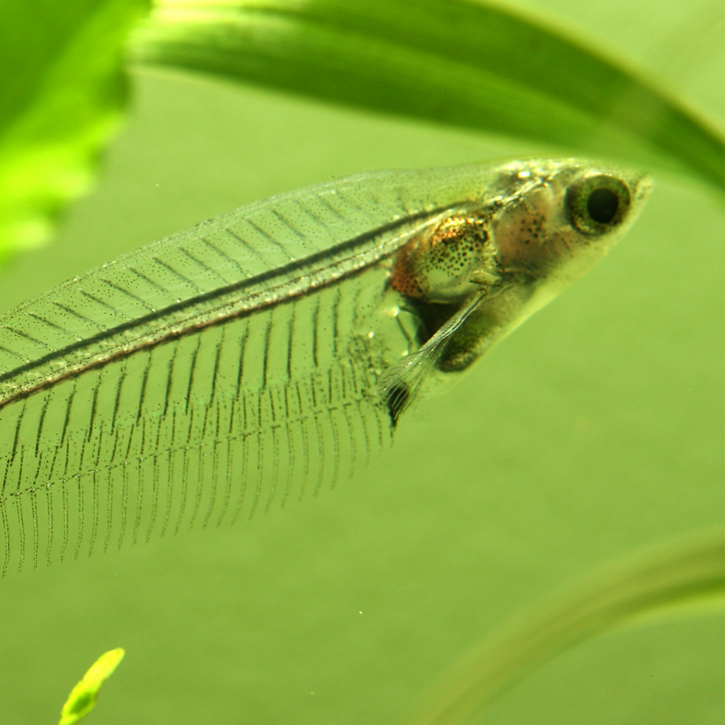 Glass Catfish